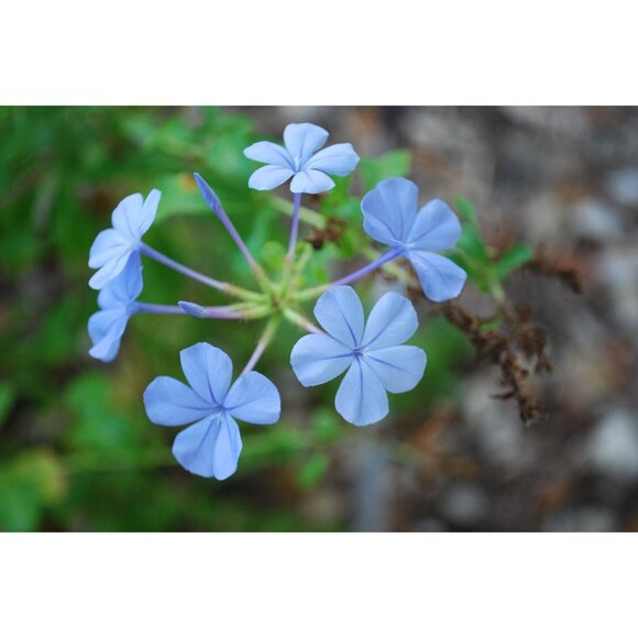 Nikon D40x DSLR Camera 10.2MP Nikon AFS 18-55mm Lens 15,438 Clicks 32GB SD Card - Picture 6 of 16